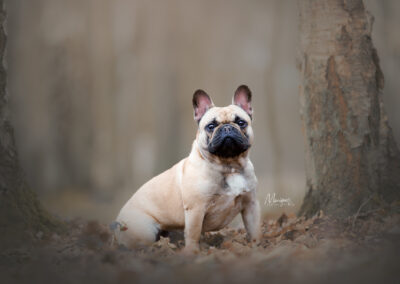 Fotoshoot Franse bulldog Hondenfotograaf Limburg
